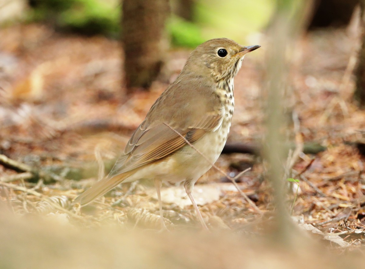 Hermit Thrush - ML369249551