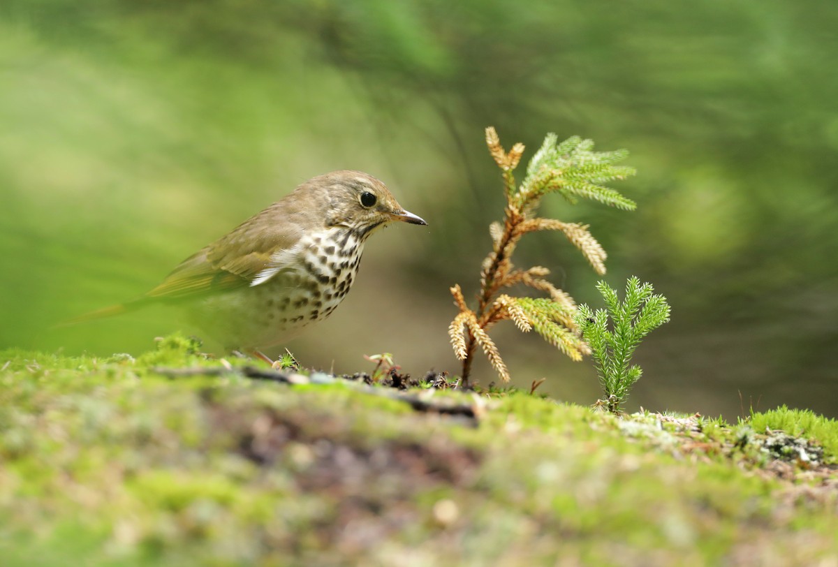 Hermit Thrush - ML369249561
