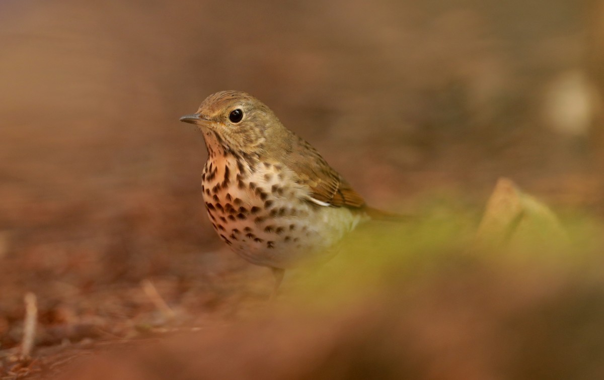 Hermit Thrush - ML369249591
