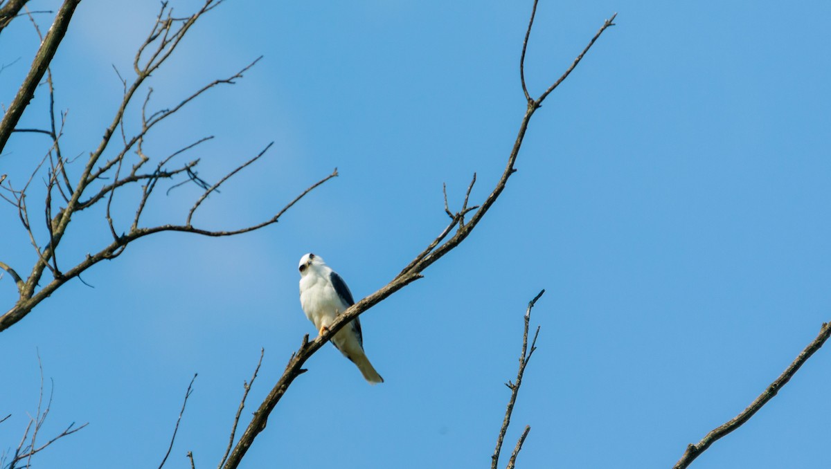 White-tailed Kite - ML369250741