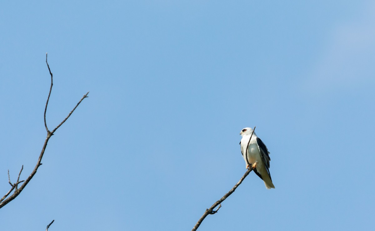 White-tailed Kite - ML369250841