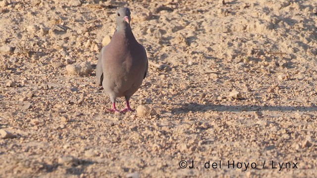 Stock Dove - ML369250931