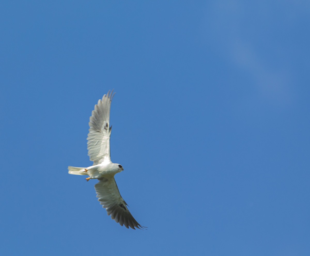 White-tailed Kite - ML369250941