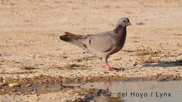 Pigeon colombin - ML369250961