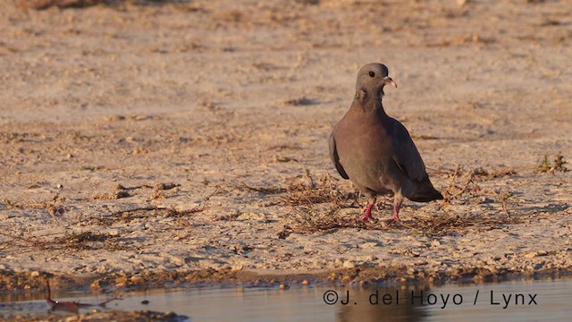 Pigeon colombin - ML369250971