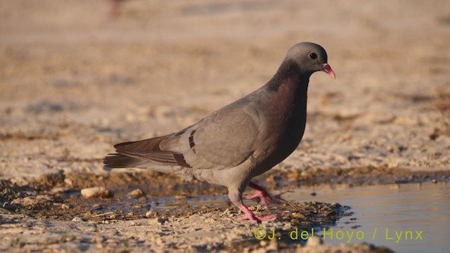 Stock Dove - ML369251061