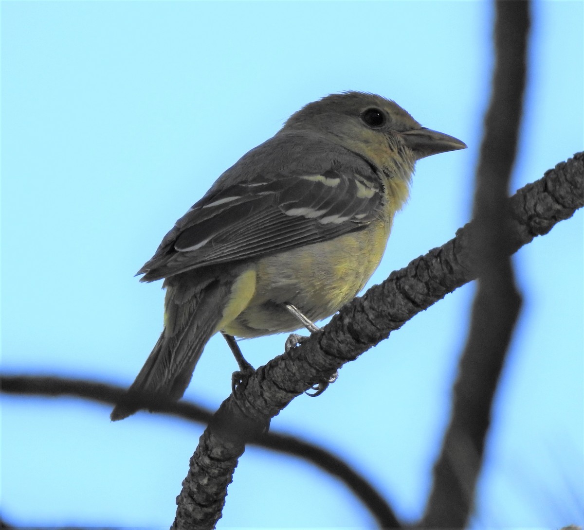 Western Tanager - ML369251251