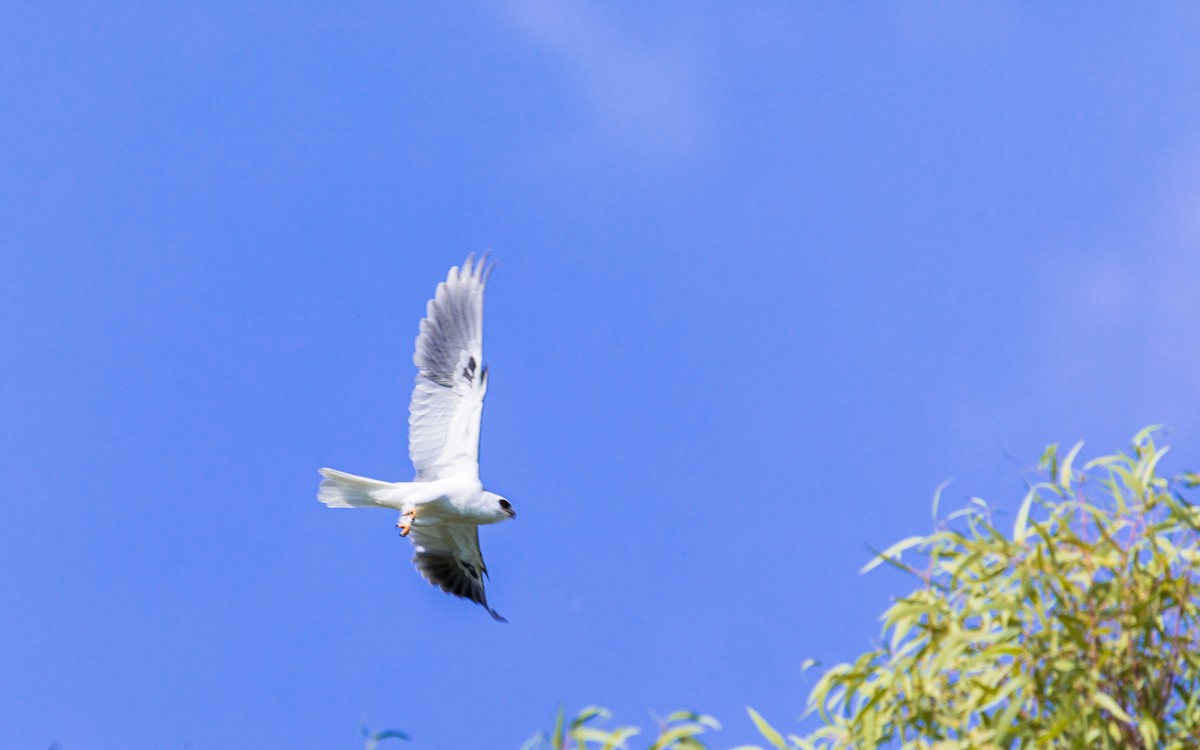 White-tailed Kite - ML369252201