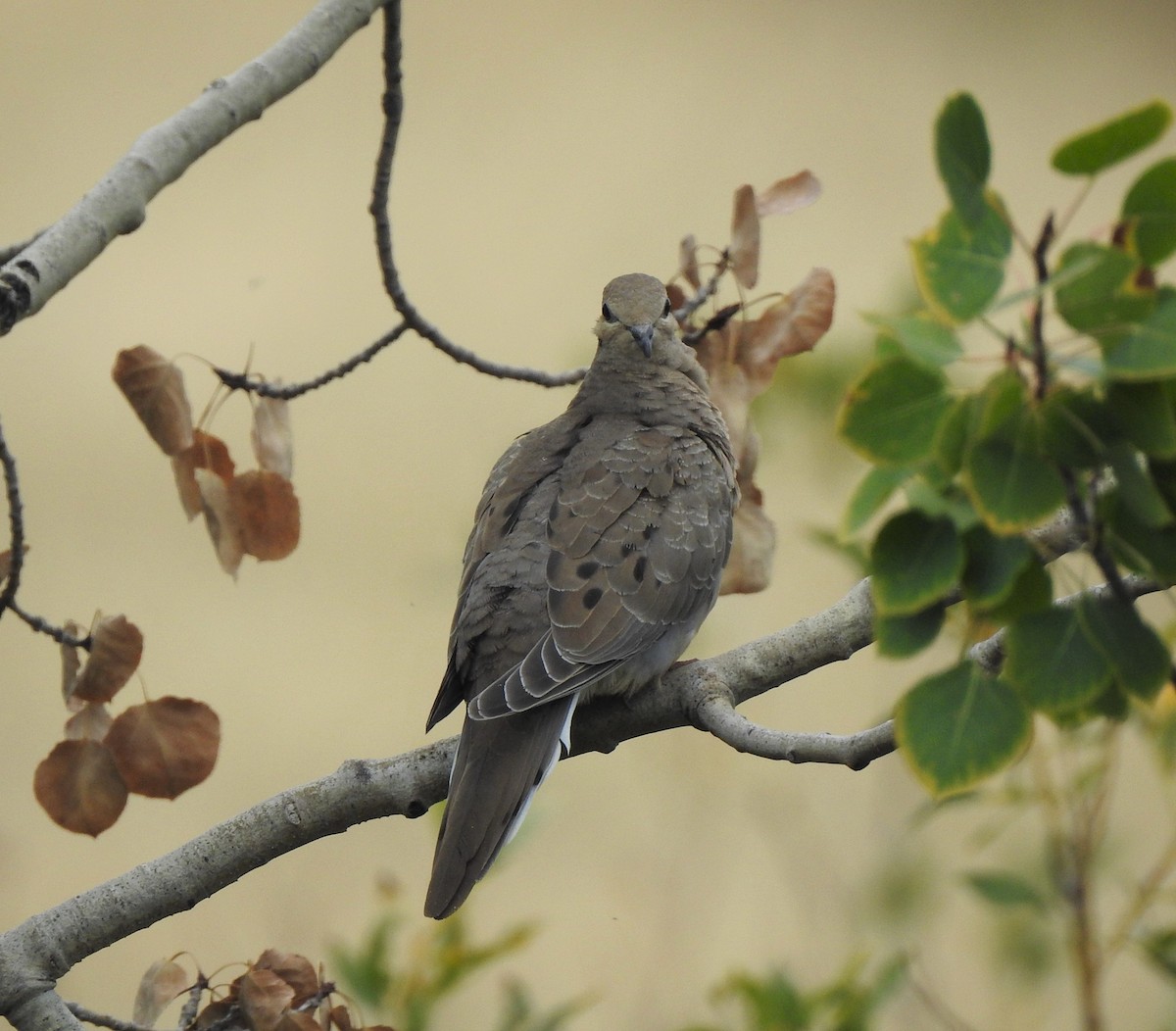 Mourning Dove - ML369252371