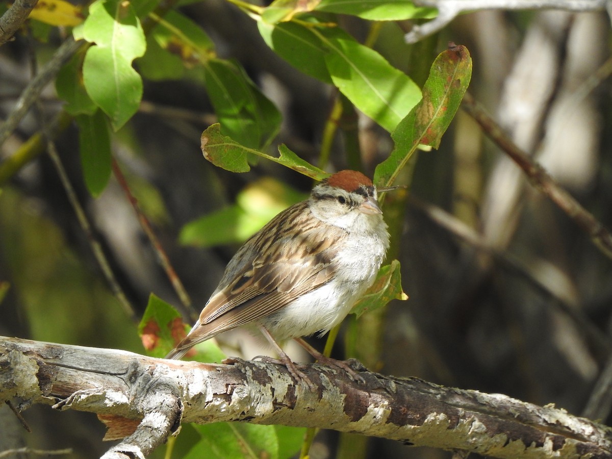 Chipping Sparrow - ML369252481