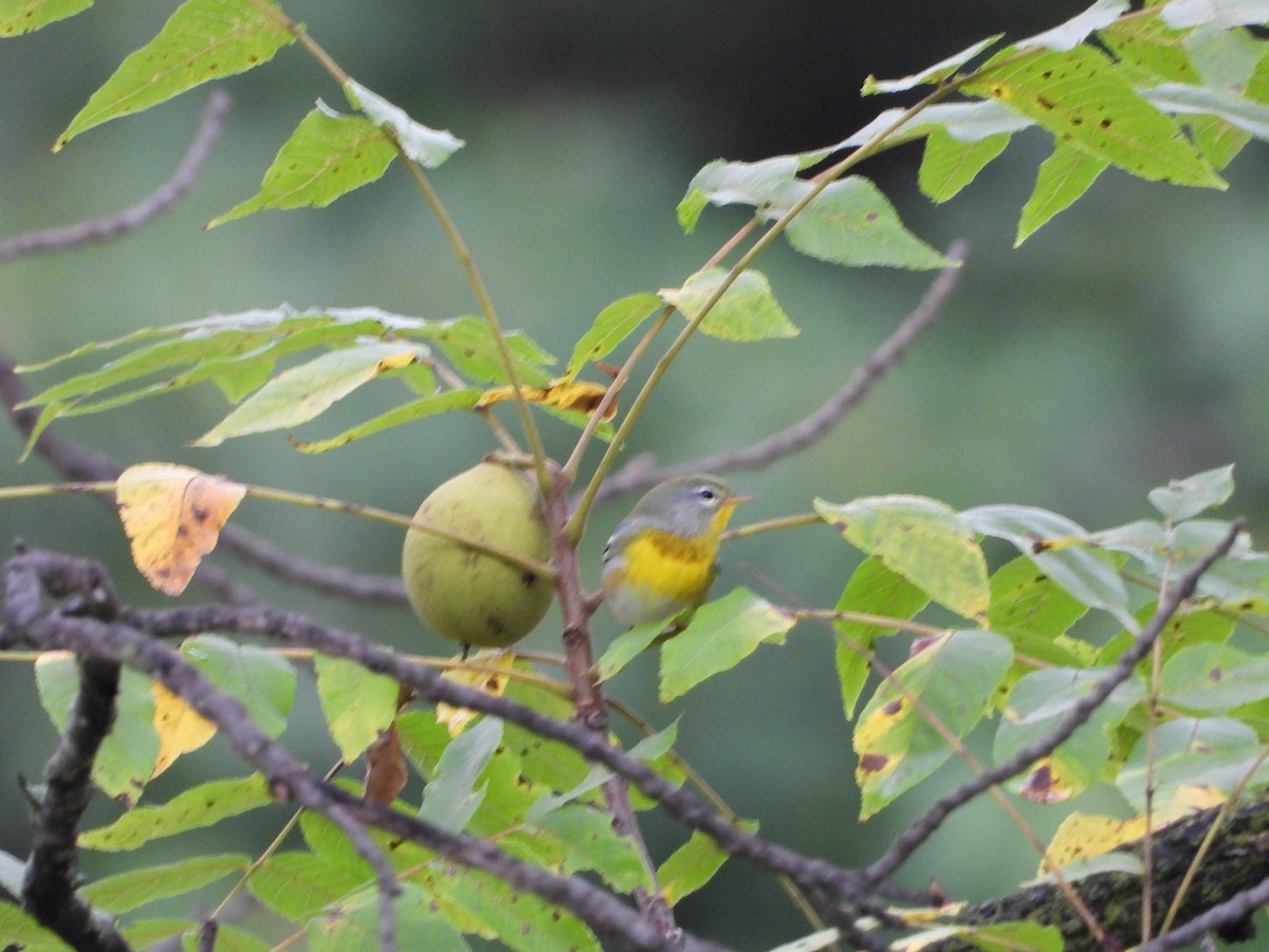 Northern Parula - ML369253191