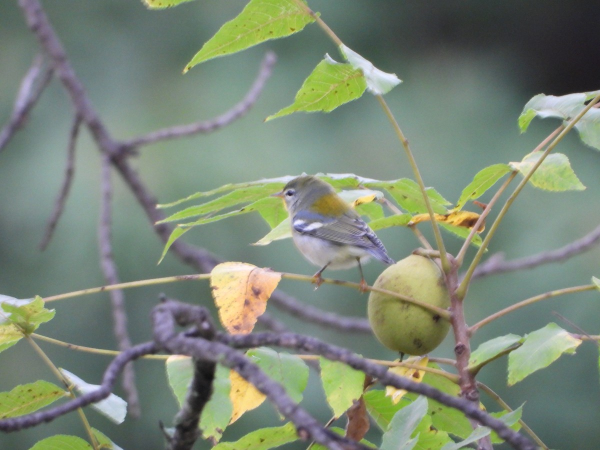 Northern Parula - ML369253201