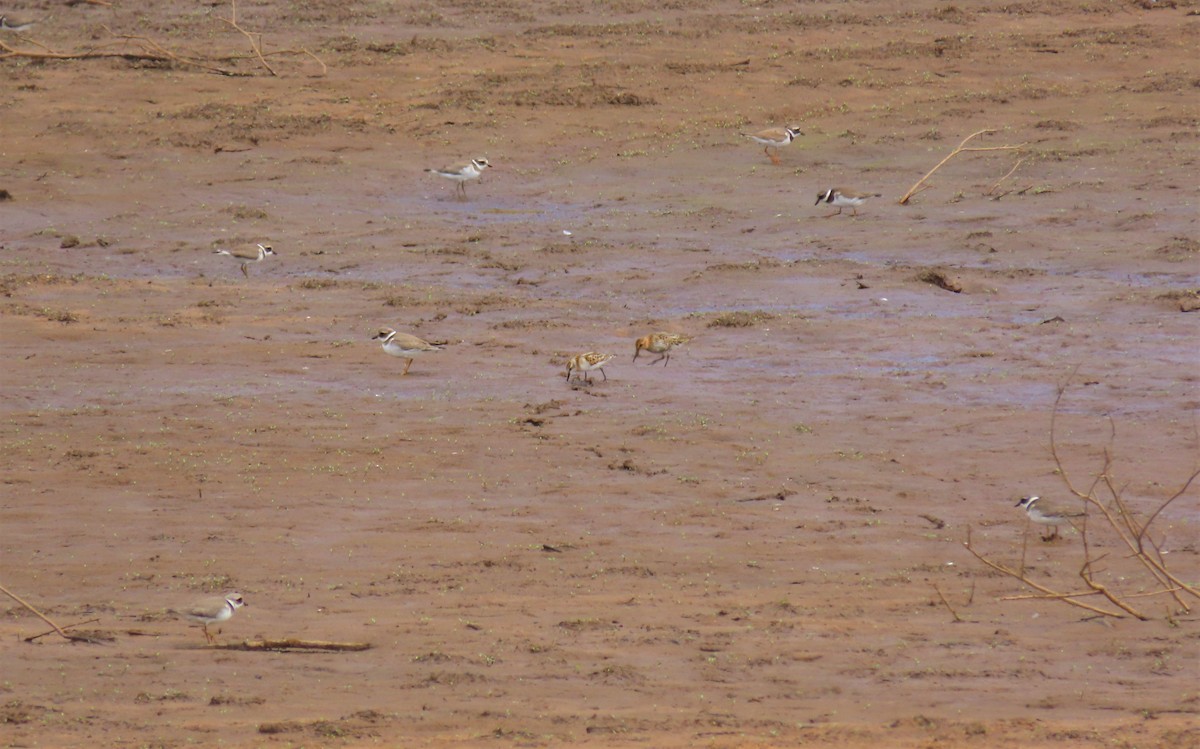 Common Ringed Plover - Paulo Alves