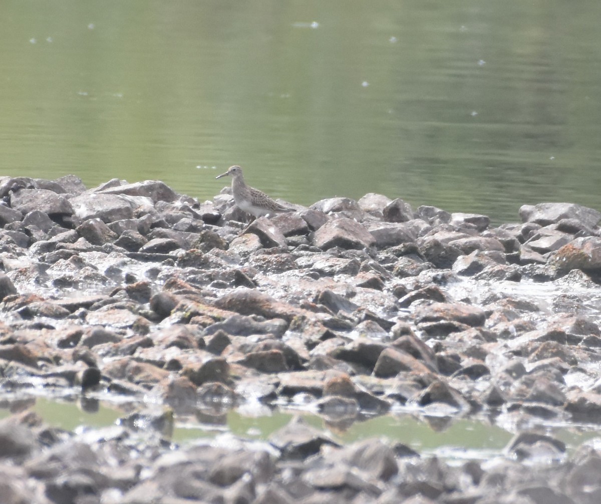 Pectoral Sandpiper - ML369253621