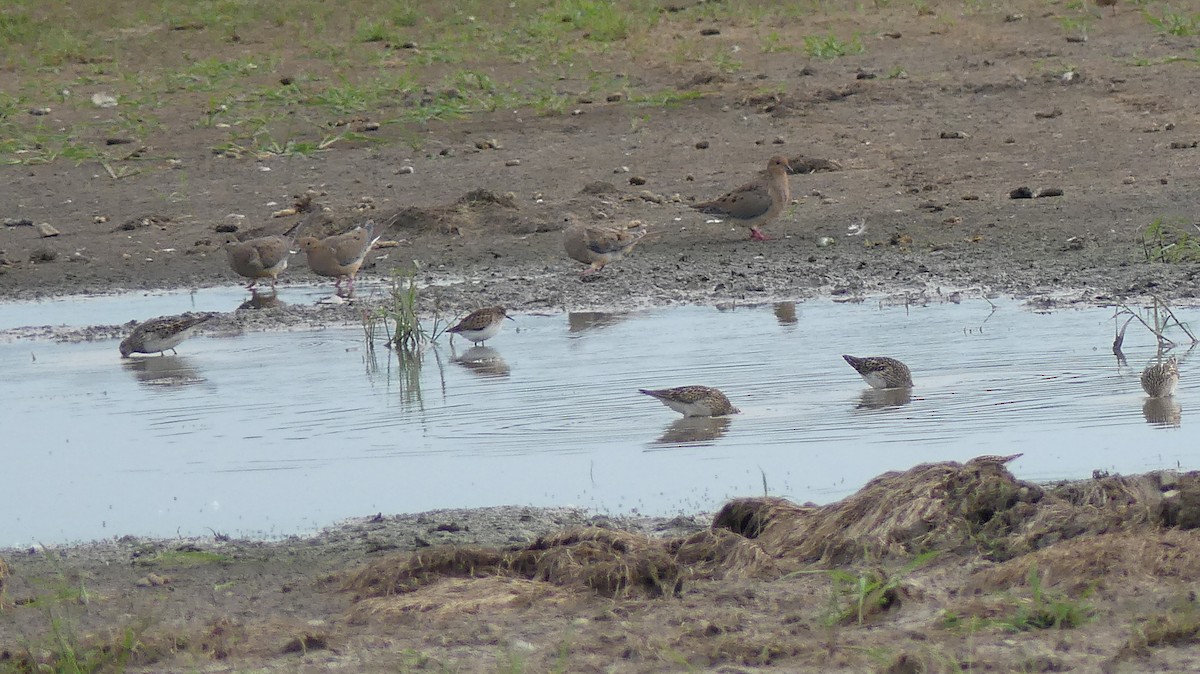 Least Sandpiper - ML369254491