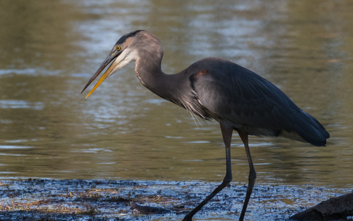 Great Blue Heron - Dan Hackley