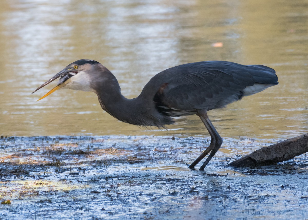 Great Blue Heron - Dan Hackley