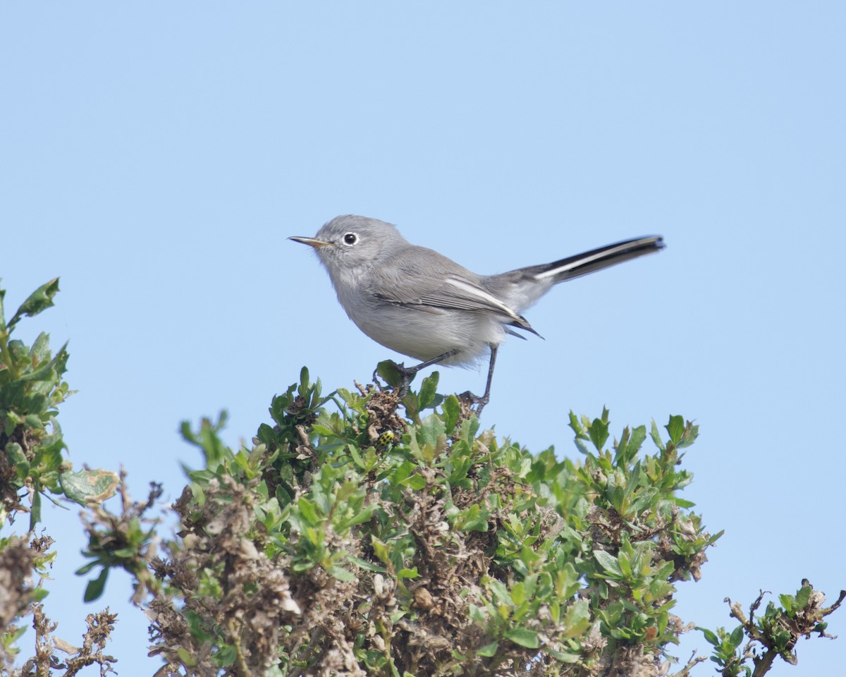 Blue-gray Gnatcatcher - ML369259361