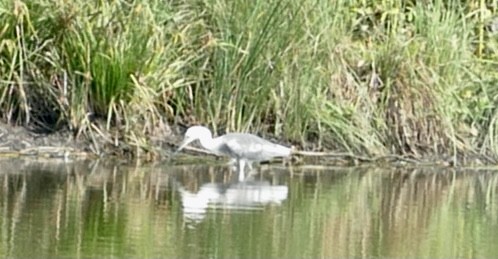 Little Blue Heron x Snowy Egret (hybrid) - ML369259391