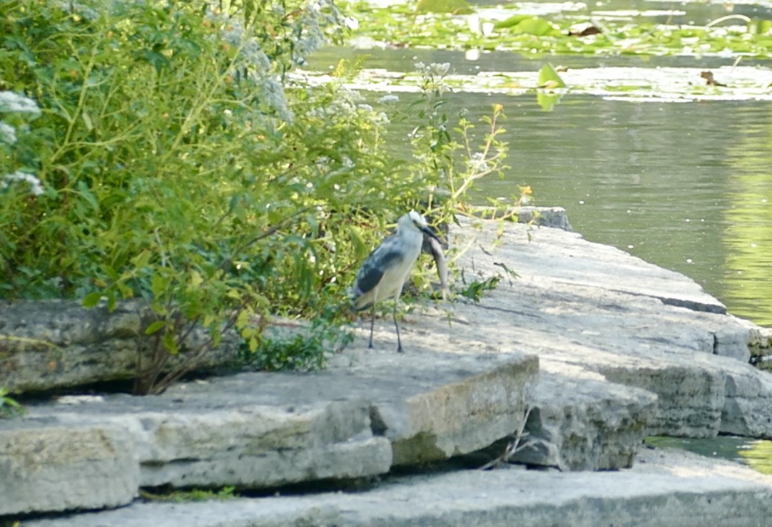 Little Blue Heron x Snowy Egret (hybrid) - ML369259401