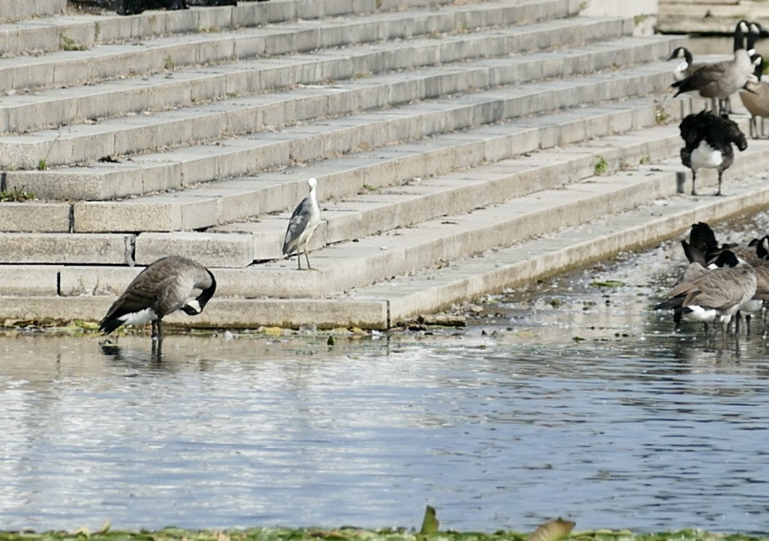 Little Blue Heron x Snowy Egret (hybrid) - ML369259411