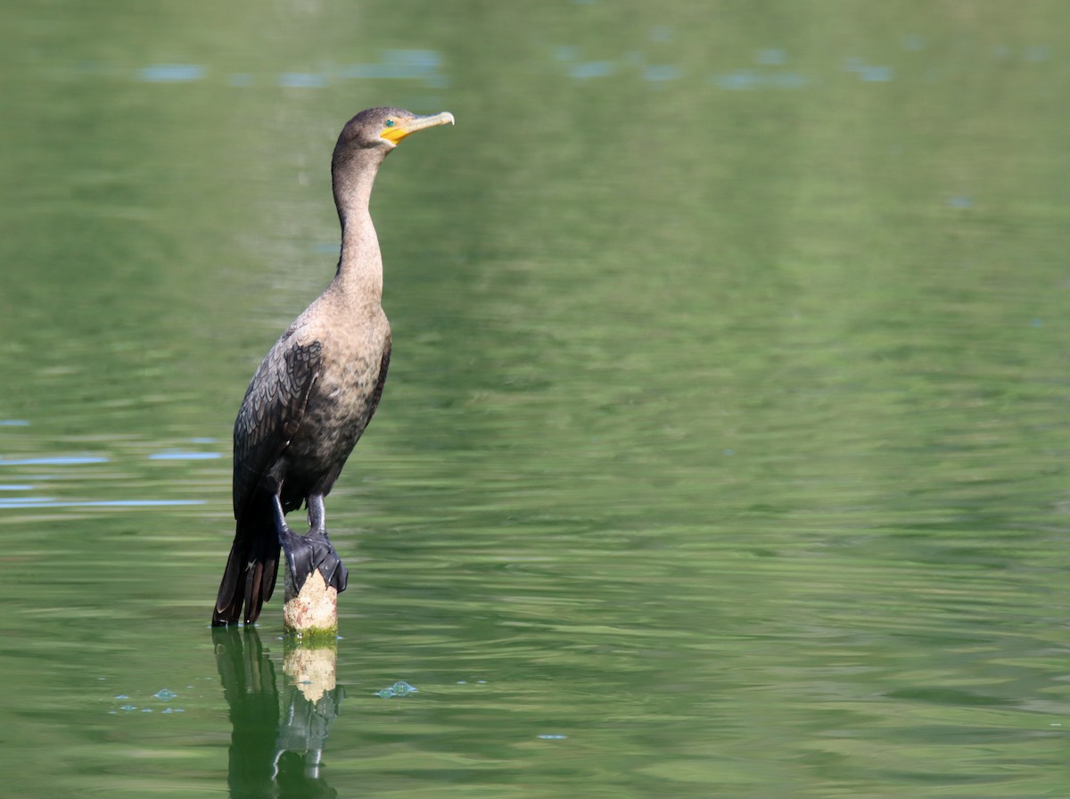 Cormorán Orejudo - ML369259961