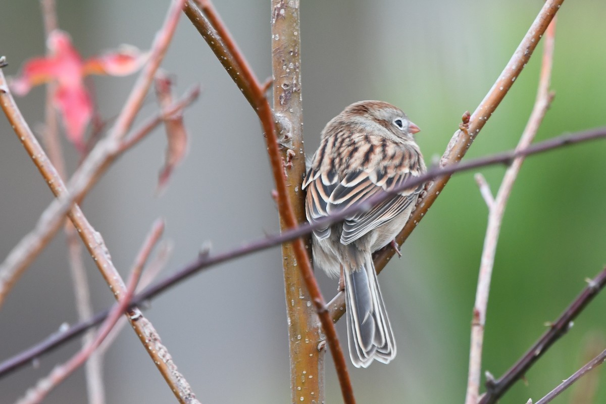 Field Sparrow - ML369260891