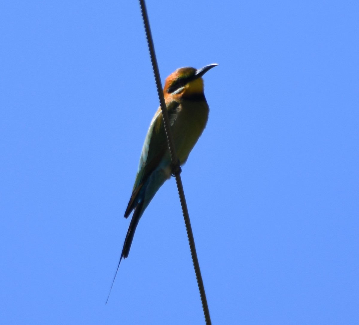 Rainbow Bee-eater - ML369260921