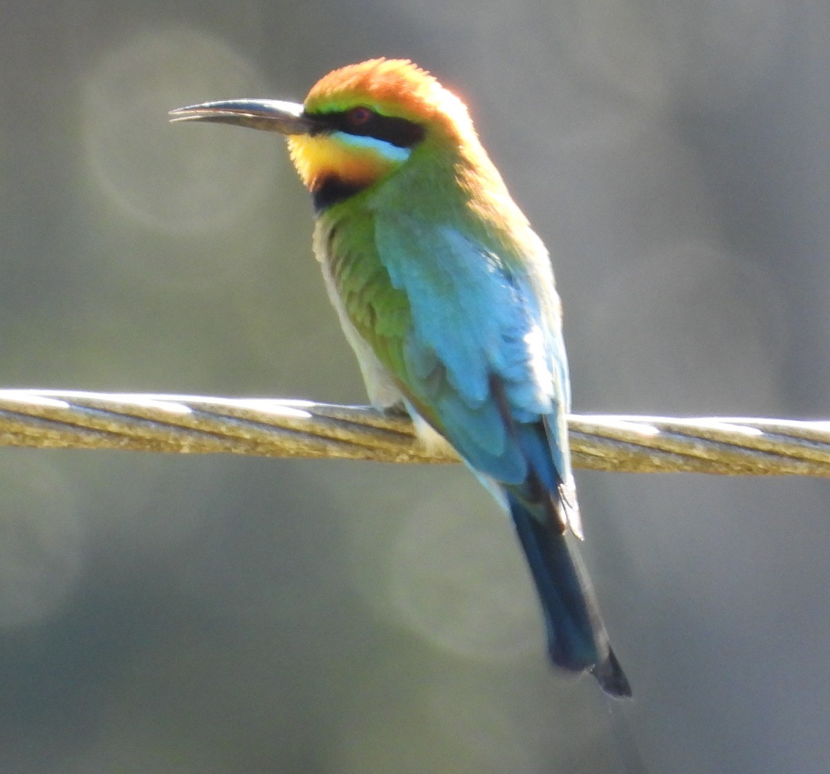 Rainbow Bee-eater - ML369260961