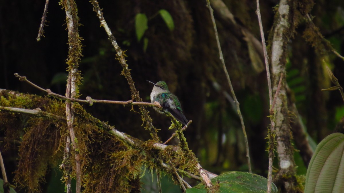 Crowned Woodnymph (Green-crowned) - ML36926241