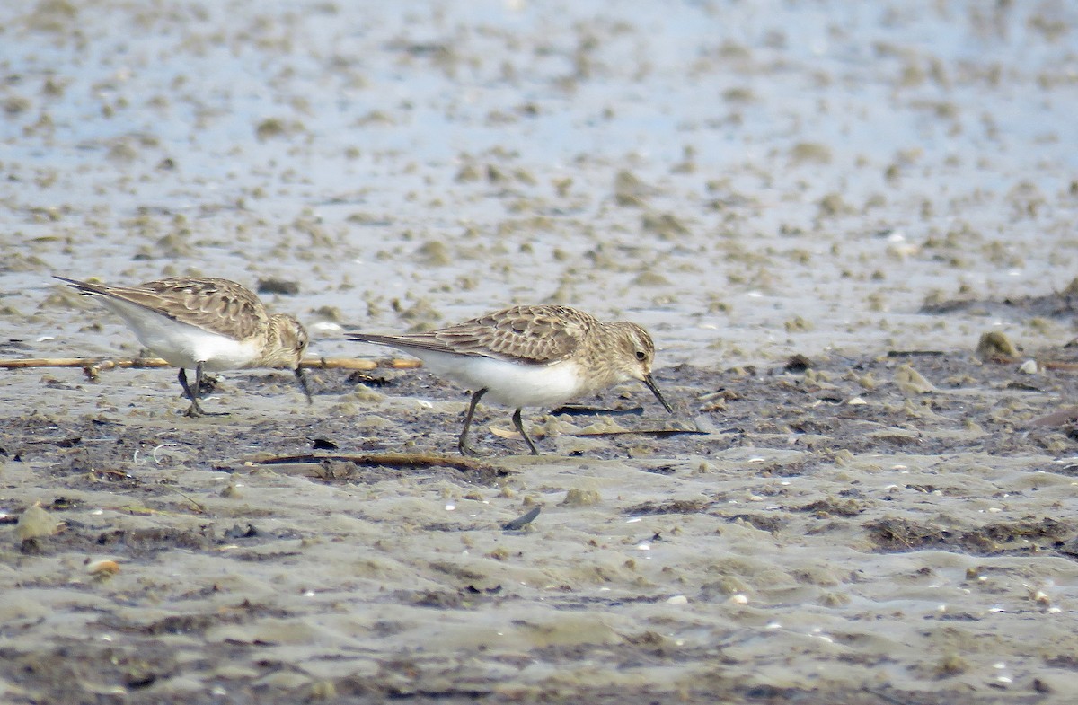 Baird's Sandpiper - ML369263011