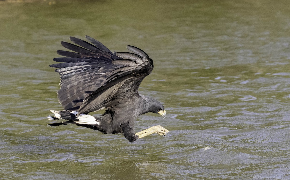 Great Black Hawk - ML369263221