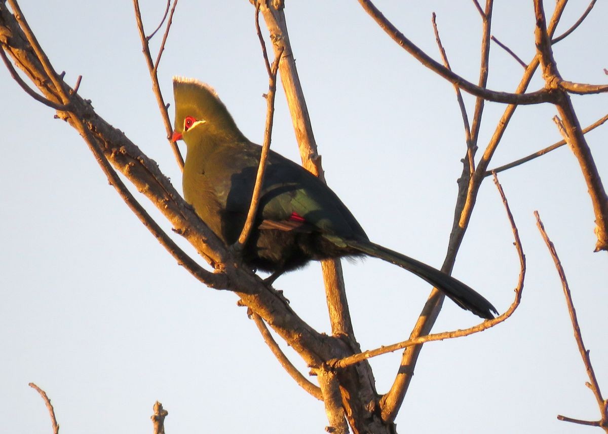 Knysna Turaco - ML36926331