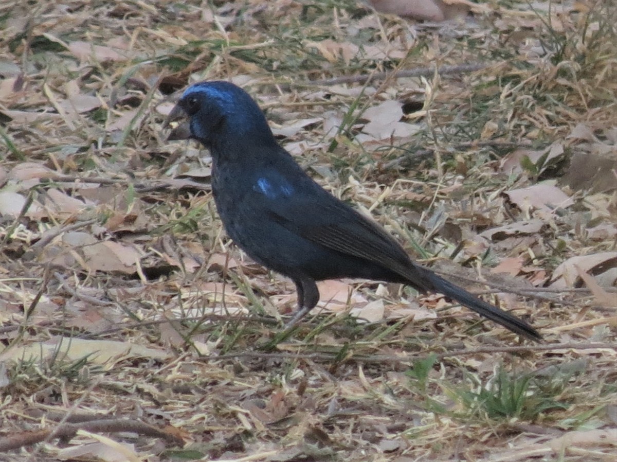 Ultramarine Grosbeak - adriana centeno