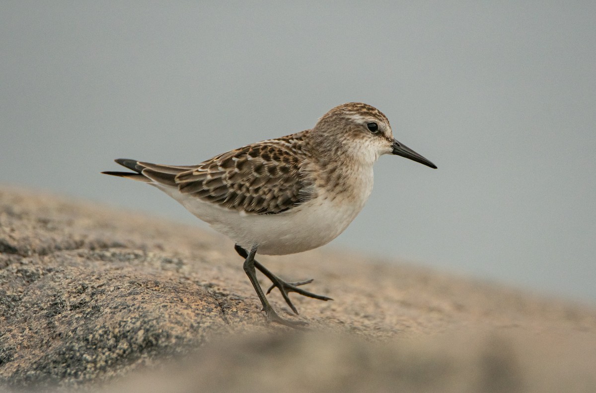 Semipalmated Sandpiper - ML369265551