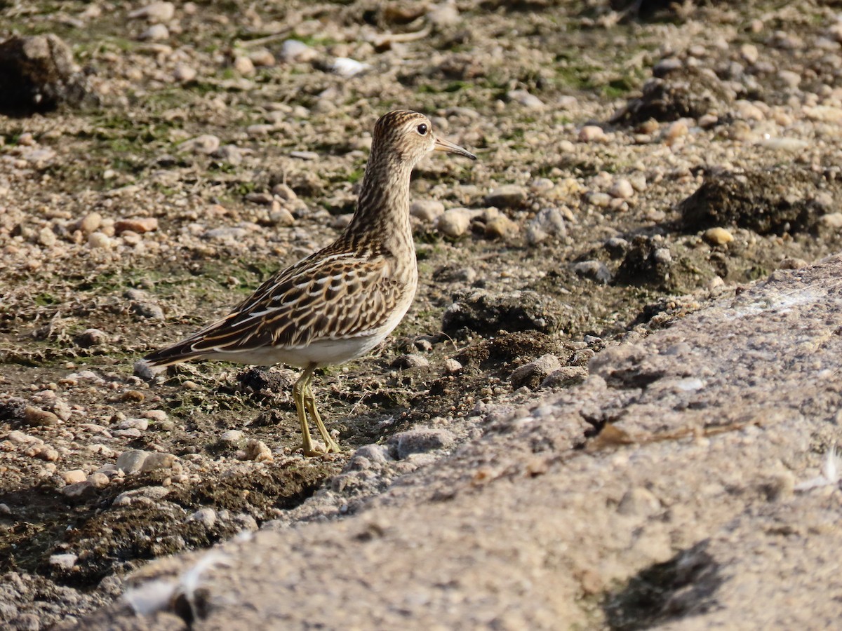 Pectoral Sandpiper - Andrew Pratt