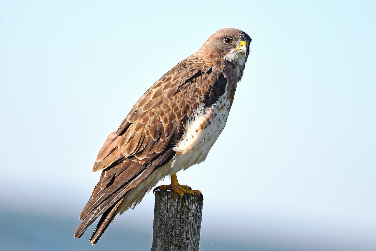 Swainson's Hawk - ML369266221