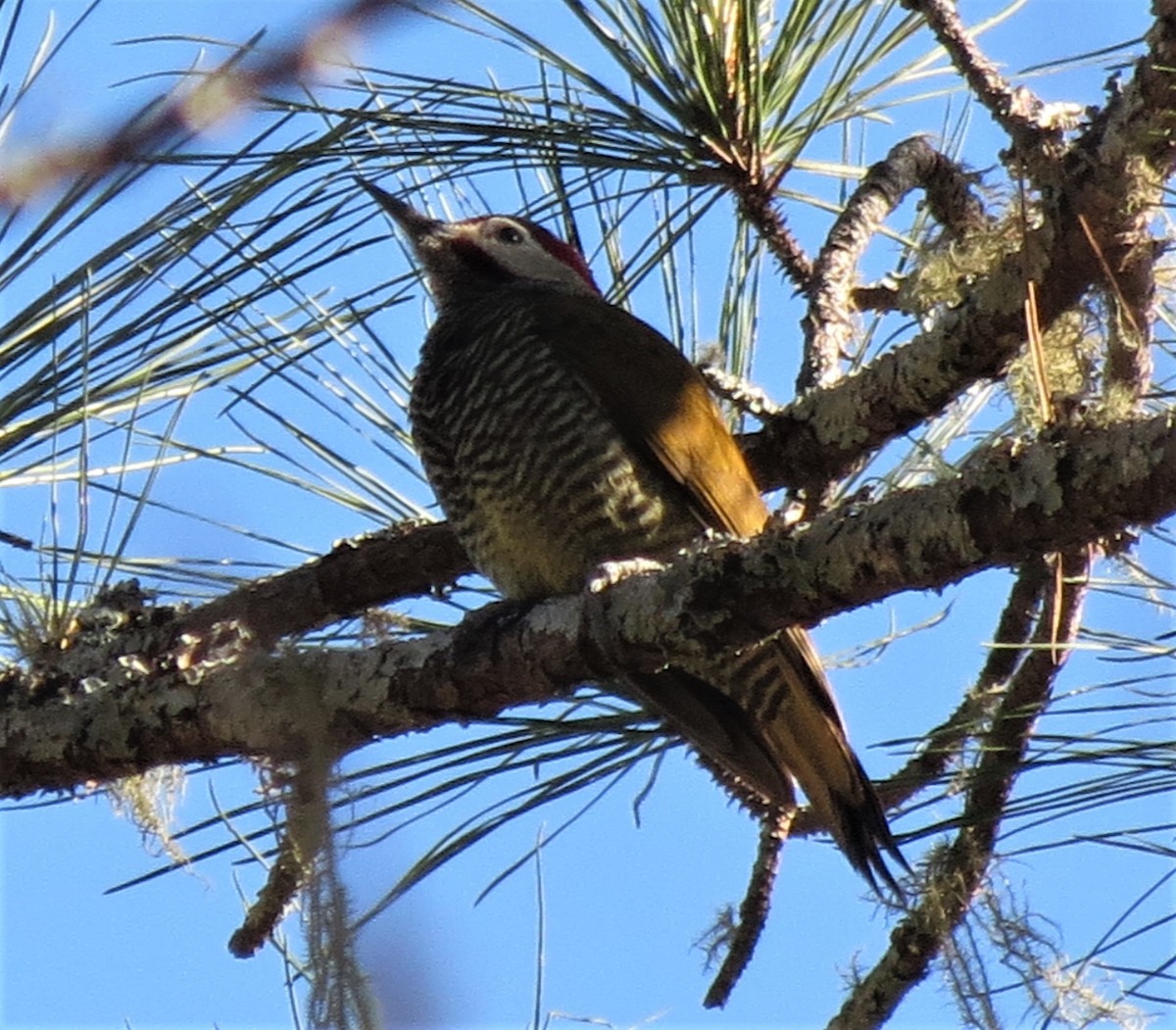 Golden-olive Woodpecker - ML369266301
