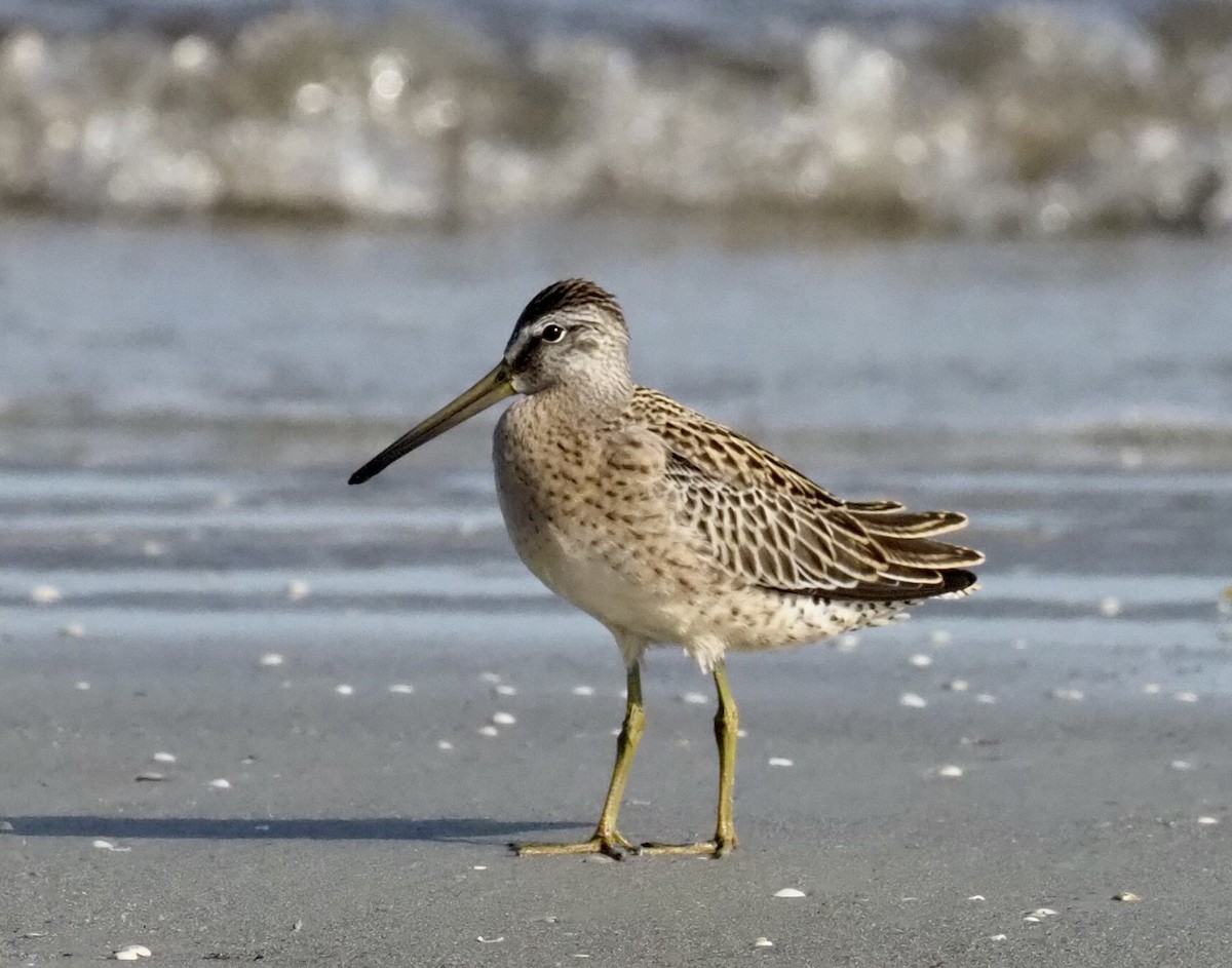 Short-billed Dowitcher - Yve Morrell