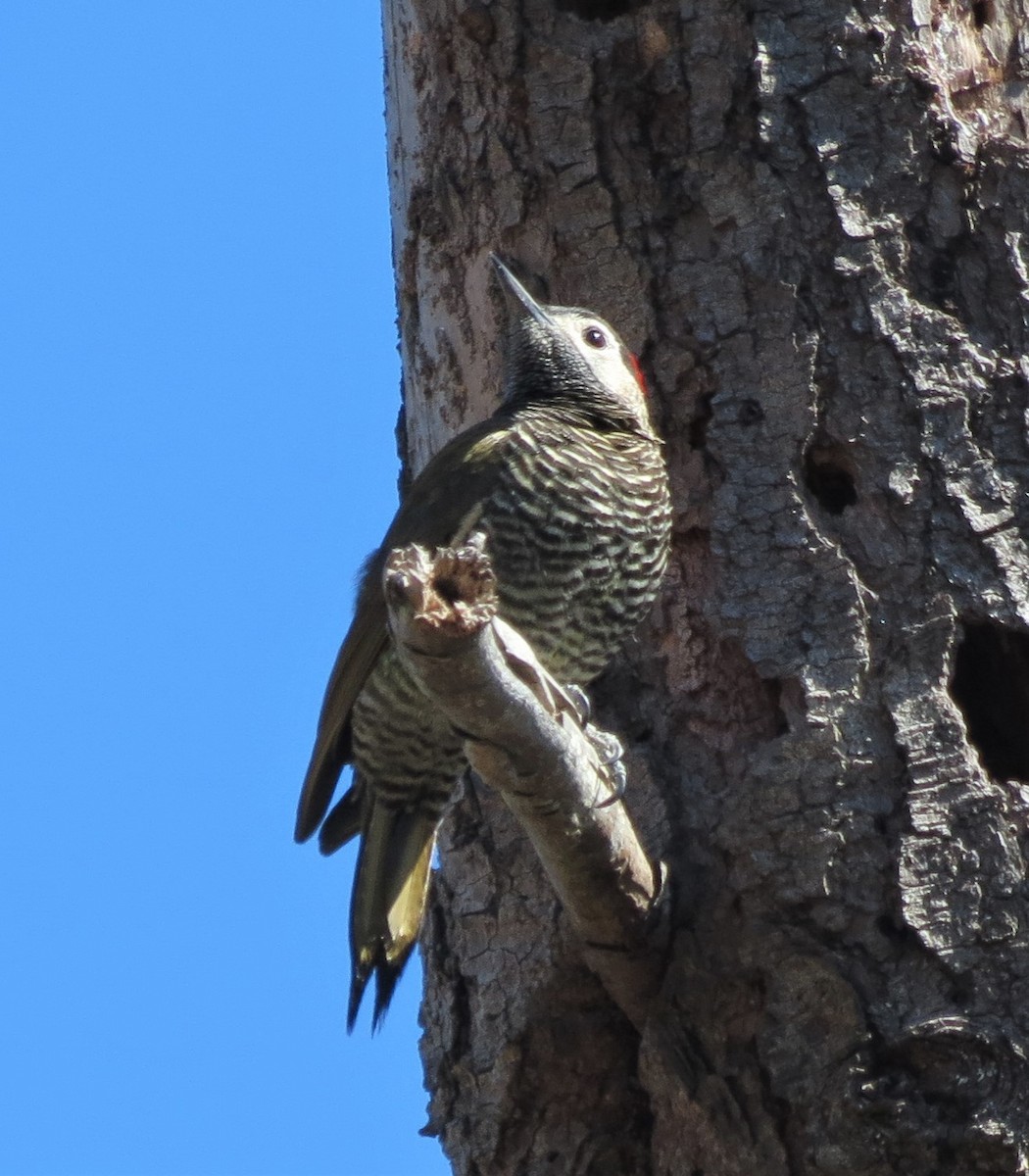 Golden-olive Woodpecker - ML369267141