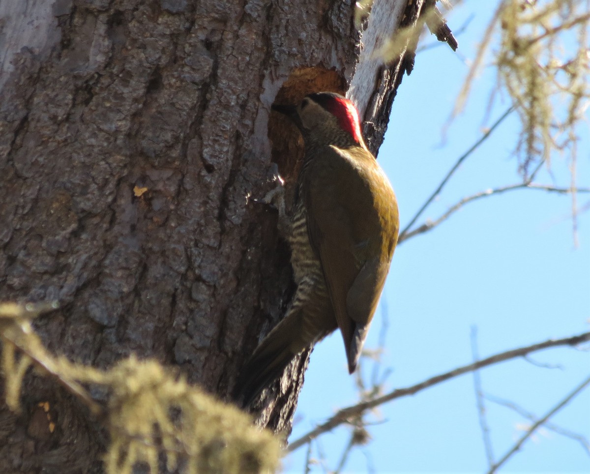 Golden-olive Woodpecker - ML369267171