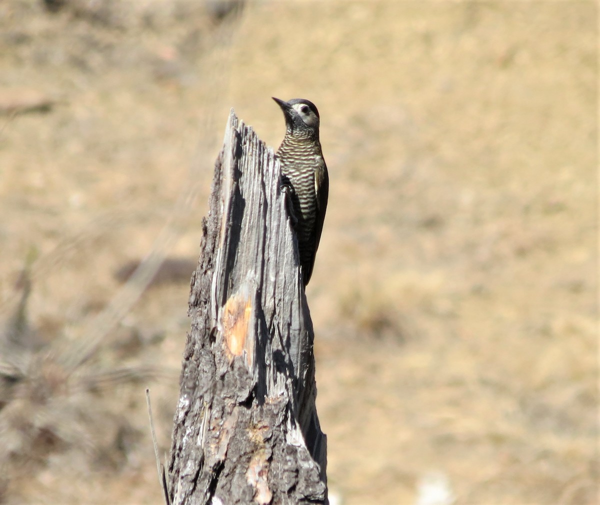 Golden-olive Woodpecker - ML369267181