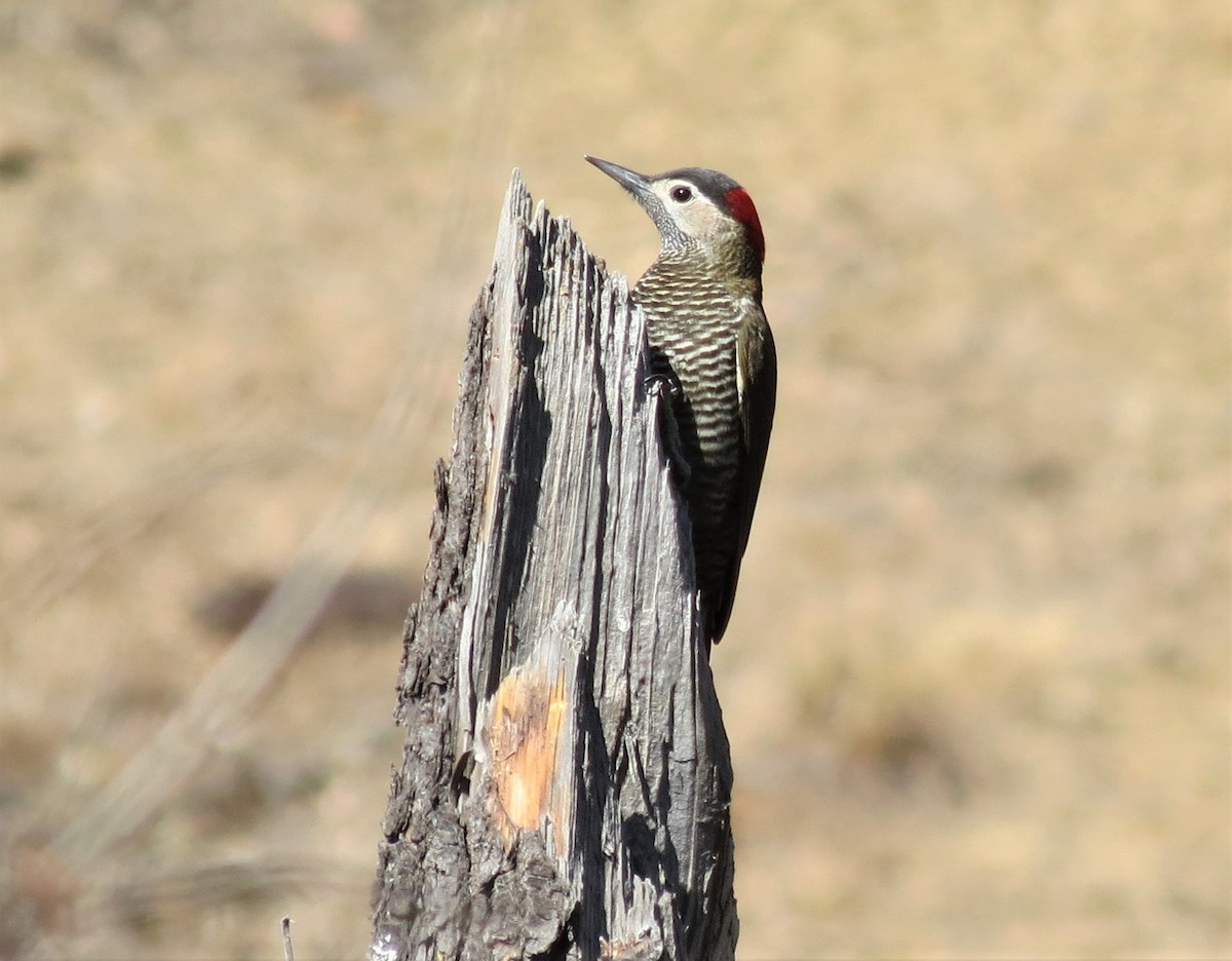 Golden-olive Woodpecker - ML369267201