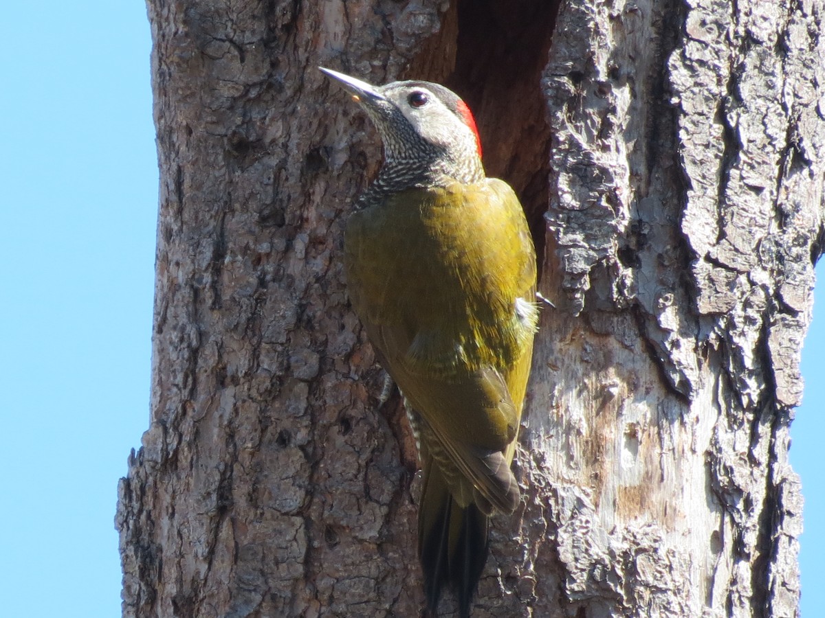 Golden-olive Woodpecker - ML369267211