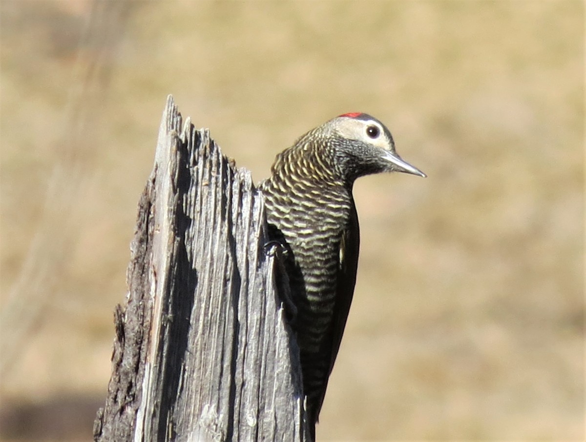 Golden-olive Woodpecker - ML369267221