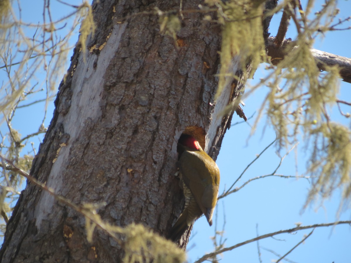 Golden-olive Woodpecker - ML369267301