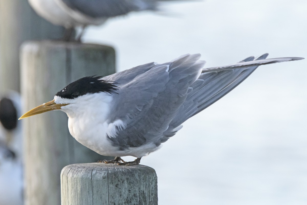 Great Crested Tern - ML369267561