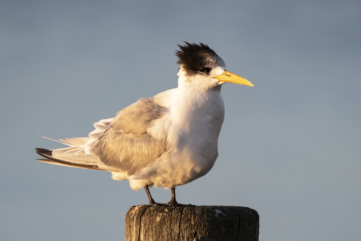 Great Crested Tern - ML369267711