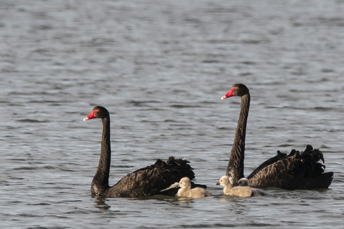 Black Swan - ML369267781