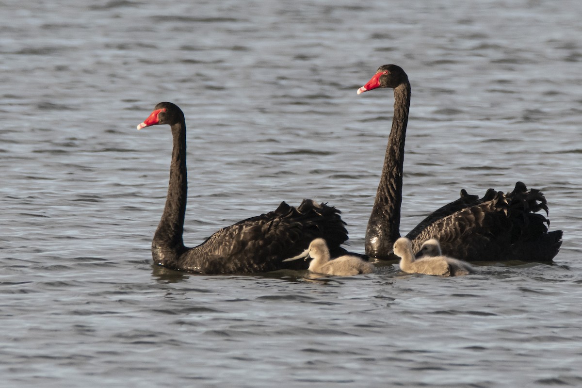Black Swan - ML369267821